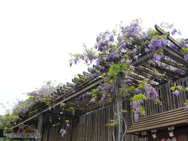 台北花卉村31-萬象廣場-屋簷下的紫藤花