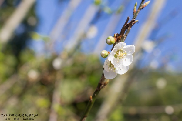 二層坪梅仔雞：台南楠西︱梅嶺賞花、二層坪梅仔雞餐廳　走！追隨春天的腳步拍花去！