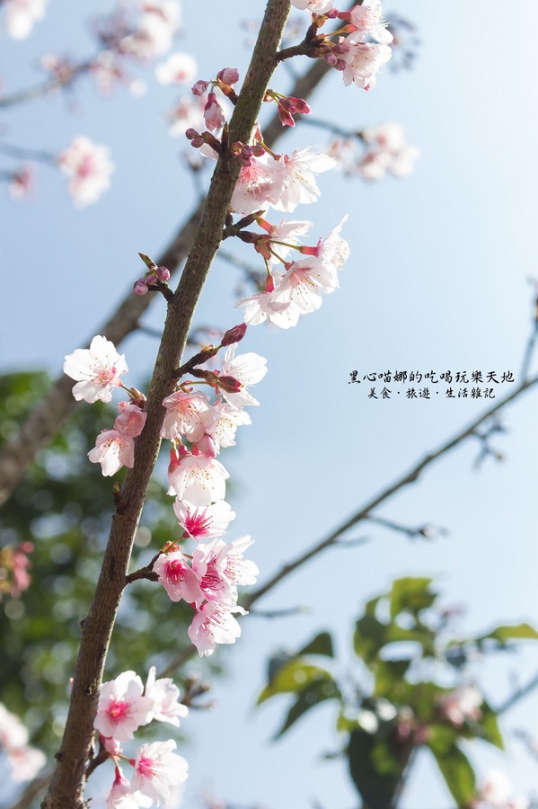 二層坪梅仔雞：台南楠西︱梅嶺賞花、二層坪梅仔雞餐廳　走！追隨春天的腳步拍花去！