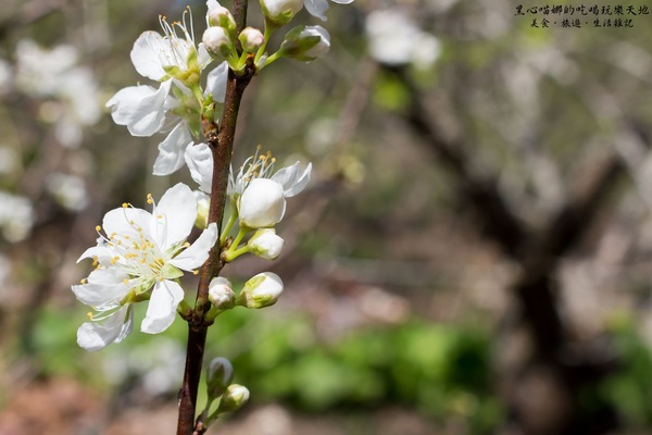 二層坪梅仔雞：台南楠西︱梅嶺賞花、二層坪梅仔雞餐廳　走！追隨春天的腳步拍花去！