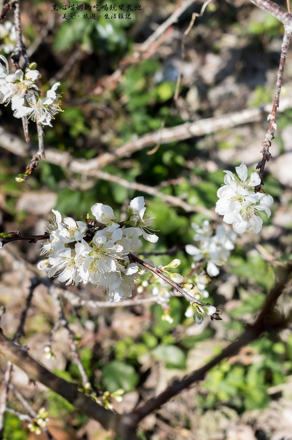 二層坪梅仔雞：台南楠西︱梅嶺賞花、二層坪梅仔雞餐廳　走！追隨春天的腳步拍花去！