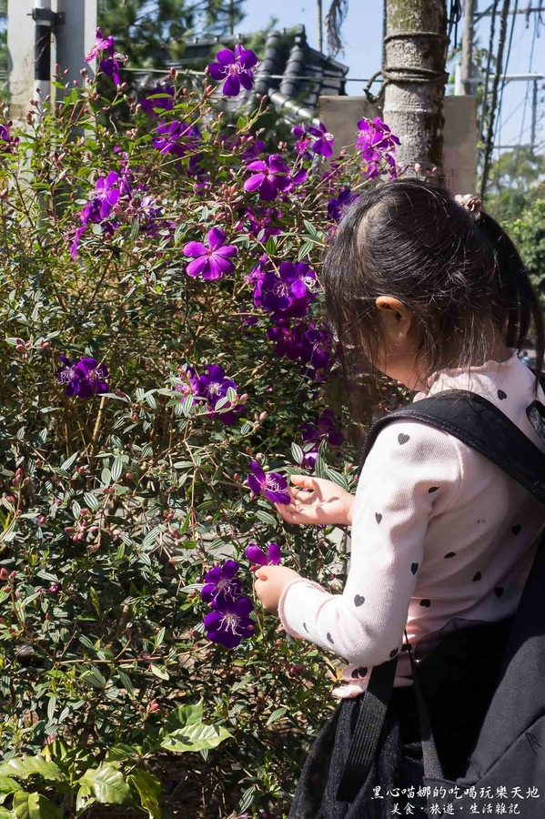 二層坪梅仔雞：台南楠西︱梅嶺賞花、二層坪梅仔雞餐廳　走！追隨春天的腳步拍花去！
