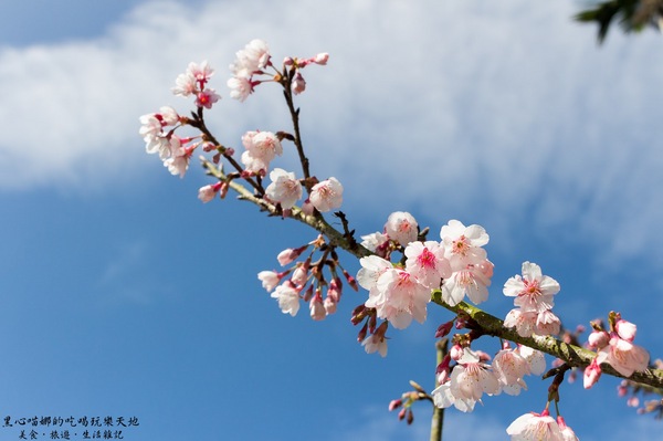 二層坪梅仔雞：台南楠西︱梅嶺賞花、二層坪梅仔雞餐廳　走！追隨春天的腳步拍花去！