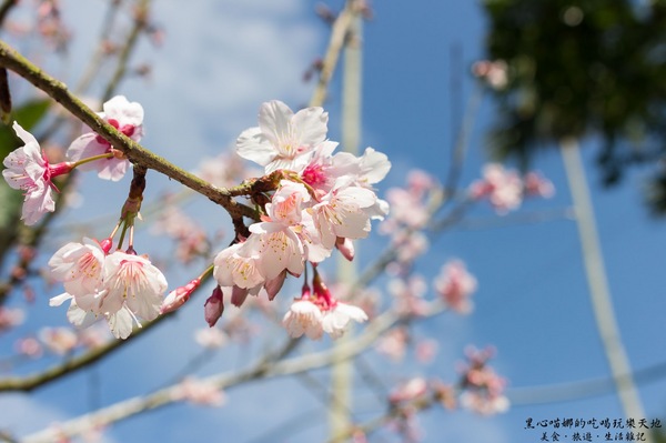 二層坪梅仔雞：台南楠西︱梅嶺賞花、二層坪梅仔雞餐廳　走！追隨春天的腳步拍花去！