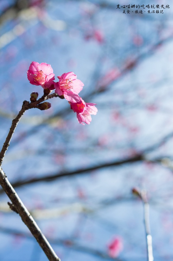 二層坪梅仔雞：台南楠西︱梅嶺賞花、二層坪梅仔雞餐廳　走！追隨春天的腳步拍花去！