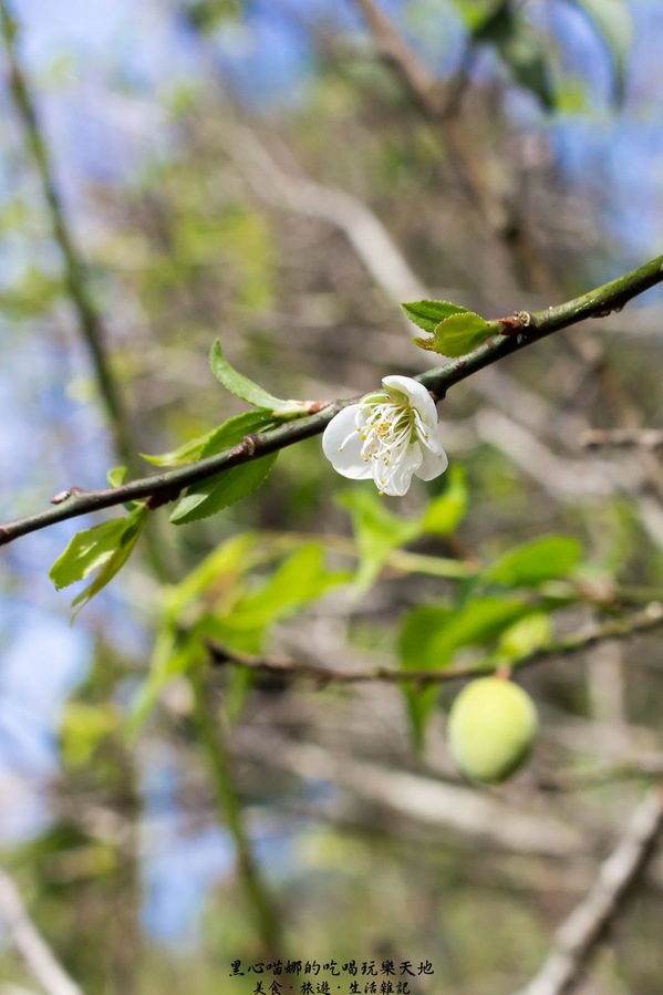 二層坪梅仔雞：台南楠西︱梅嶺賞花、二層坪梅仔雞餐廳　走！追隨春天的腳步拍花去！