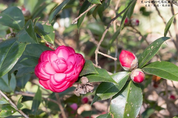 二層坪梅仔雞：台南楠西︱梅嶺賞花、二層坪梅仔雞餐廳　走！追隨春天的腳步拍花去！