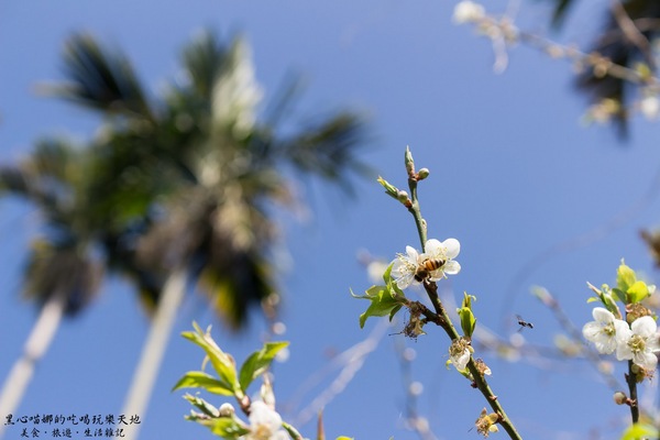 二層坪梅仔雞：台南楠西︱梅嶺賞花、二層坪梅仔雞餐廳　走！追隨春天的腳步拍花去！