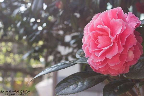 二層坪梅仔雞：台南楠西︱梅嶺賞花、二層坪梅仔雞餐廳　走！追隨春天的腳步拍花去！