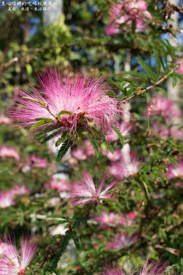 二層坪梅仔雞：台南楠西︱梅嶺賞花、二層坪梅仔雞餐廳　走！追隨春天的腳步拍花去！