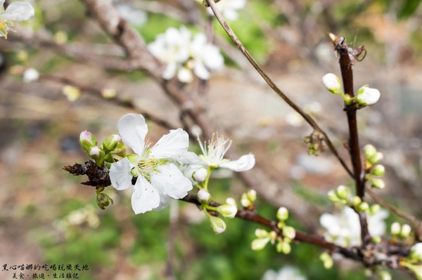 二層坪梅仔雞：台南楠西︱梅嶺賞花、二層坪梅仔雞餐廳　走！追隨春天的腳步拍花去！