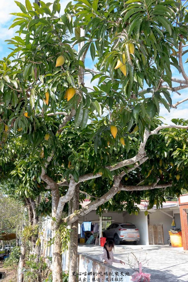 二層坪梅仔雞：台南楠西︱梅嶺賞花、二層坪梅仔雞餐廳　走！追隨春天的腳步拍花去！