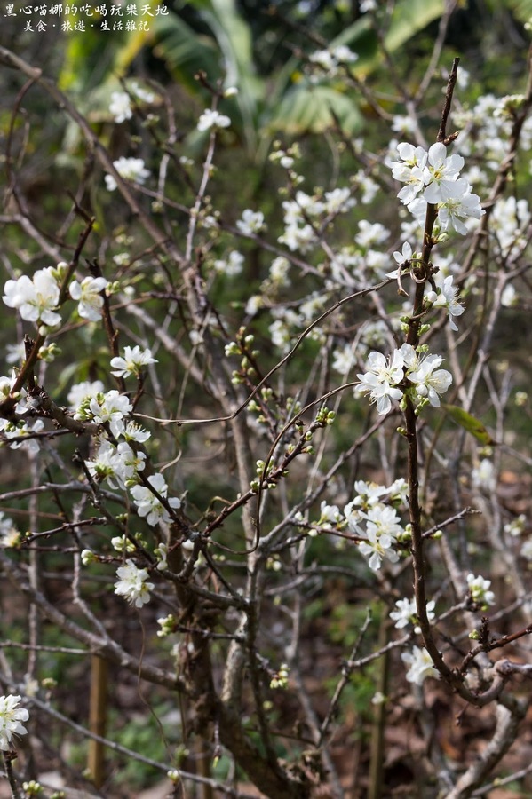 二層坪梅仔雞：台南楠西︱梅嶺賞花、二層坪梅仔雞餐廳　走！追隨春天的腳步拍花去！