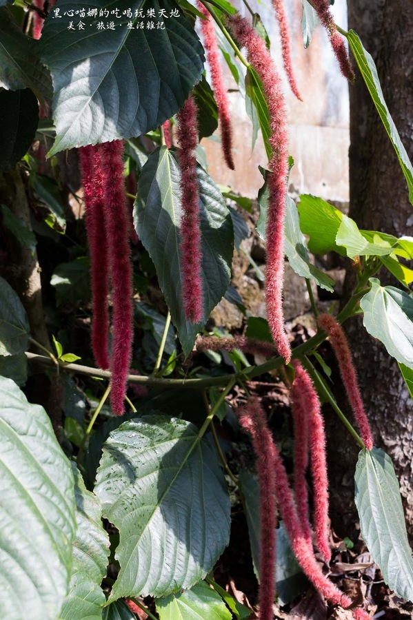 二層坪梅仔雞：台南楠西︱梅嶺賞花、二層坪梅仔雞餐廳　走！追隨春天的腳步拍花去！