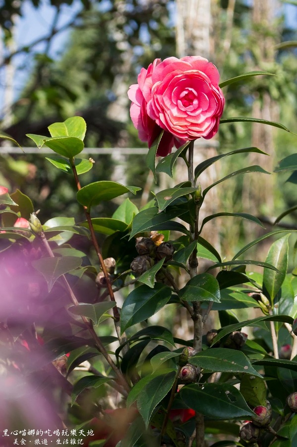 二層坪梅仔雞：台南楠西︱梅嶺賞花、二層坪梅仔雞餐廳　走！追隨春天的腳步拍花去！