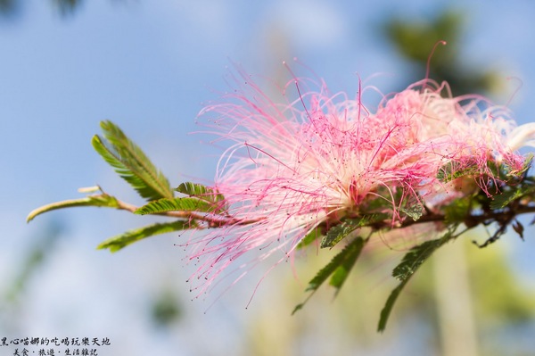 二層坪梅仔雞：台南楠西︱梅嶺賞花、二層坪梅仔雞餐廳　走！追隨春天的腳步拍花去！