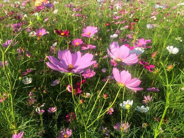 IMG_9109.JPG IMG_9109.JPG