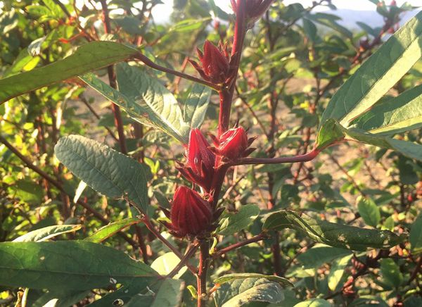 IMG_9178.JPG IMG_9178.JPG