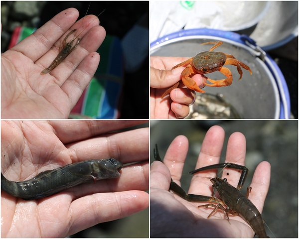 東海岸部落工作假期「一起比西里岸」,走入部落山林野溪徒手抓魚蝦、巴歌浪饗宴、珍重再見