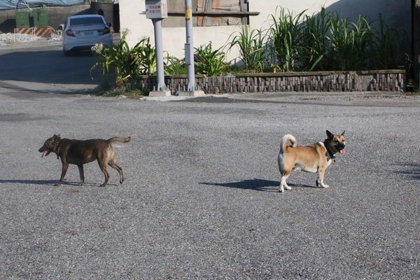 東海岸部落工作假期「一起比西里岸」,DIY"阿美族小點心督潤"(糯米糰)、比西里岸部落巡禮、法樂海風味餐、paw paw鼓初體驗