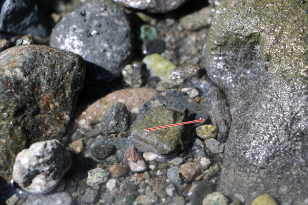 東海岸部落工作假期「一起比西里岸」,走入部落山林野溪徒手抓魚蝦、巴歌浪饗宴、珍重再見