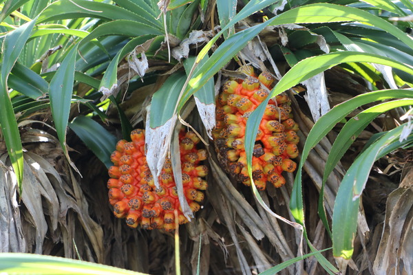 東海岸部落工作假期「一起比西里岸」,DIY"阿美族小點心督潤"(糯米糰)、比西里岸部落巡禮、法樂海風味餐、paw paw鼓初體驗