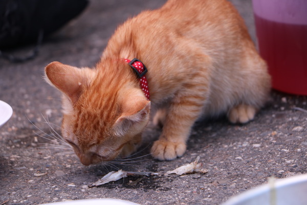 東海岸部落工作假期「一起比西里岸」,走入部落山林野溪徒手抓魚蝦、巴歌浪饗宴、珍重再見