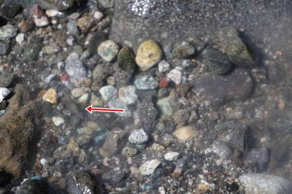 東海岸部落工作假期「一起比西里岸」,走入部落山林野溪徒手抓魚蝦、巴歌浪饗宴、珍重再見