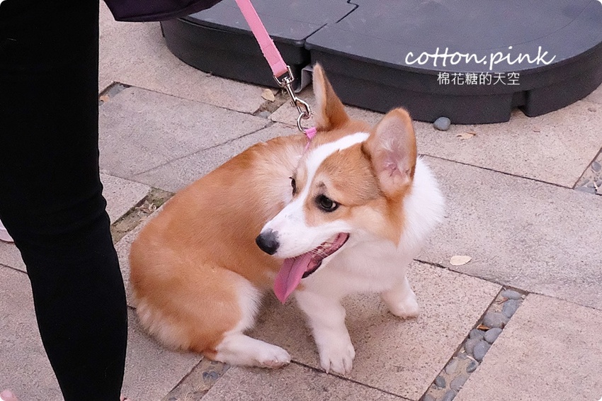 只有一天!台中小蝸牛市集不一樣!這次主角換毛孩~眾奴才們還不快伺候主子著裝出門 只有一天!台中小蝸牛市集不一樣!這次主角換毛孩~眾奴才們還不快伺候主子著裝出門