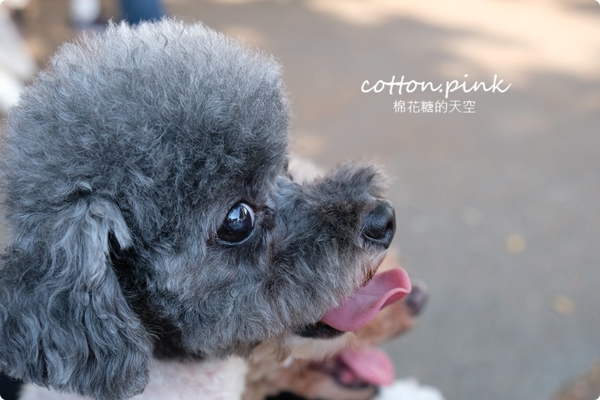 只有一天!台中小蝸牛市集不一樣!這次主角換毛孩~眾奴才們還不快伺候主子著裝出門 只有一天!台中小蝸牛市集不一樣!這次主角換毛孩~眾奴才們還不快伺候主子著裝出門