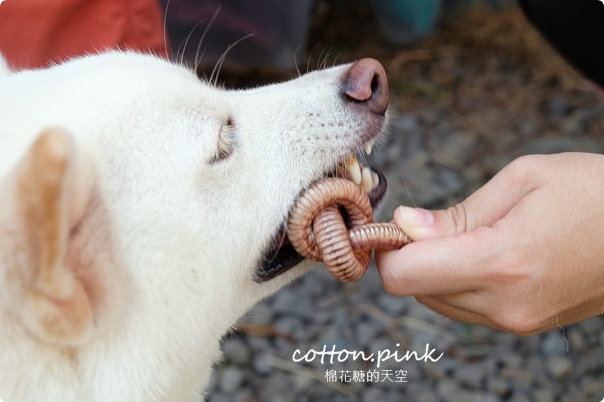 只有一天!台中小蝸牛市集不一樣!這次主角換毛孩~眾奴才們還不快伺候主子著裝出門 只有一天!台中小蝸牛市集不一樣!這次主角換毛孩~眾奴才們還不快伺候主子著裝出門