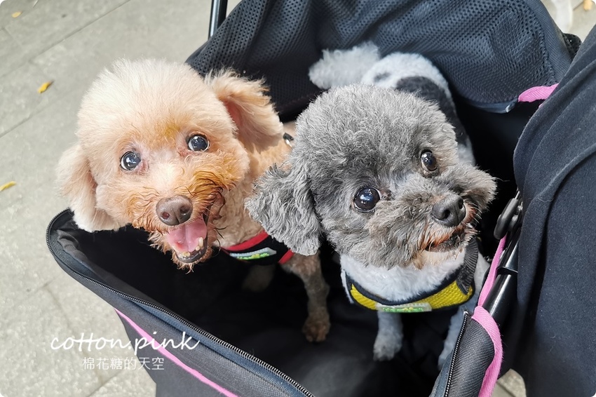 只有一天!台中小蝸牛市集不一樣!這次主角換毛孩~眾奴才們還不快伺候主子著裝出門 只有一天!台中小蝸牛市集不一樣!這次主角換毛孩~眾奴才們還不快伺候主子著裝出門
