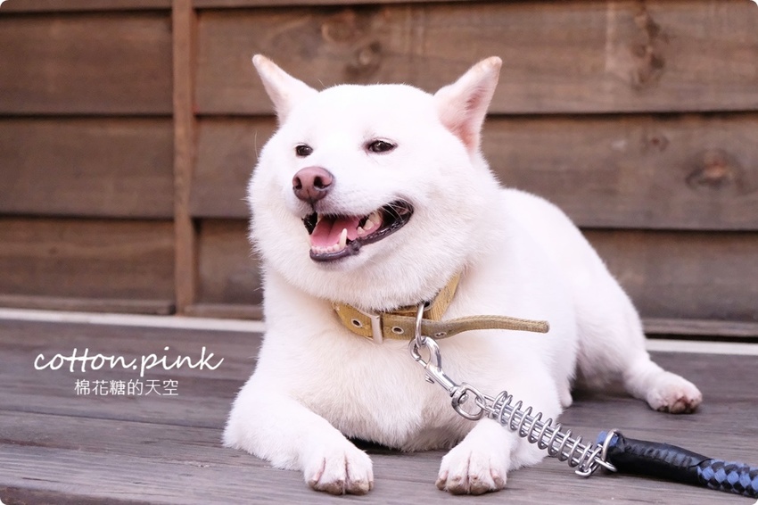 只有一天!台中小蝸牛市集不一樣!這次主角換毛孩~眾奴才們還不快伺候主子著裝出門 只有一天!台中小蝸牛市集不一樣!這次主角換毛孩~眾奴才們還不快伺候主子著裝出門