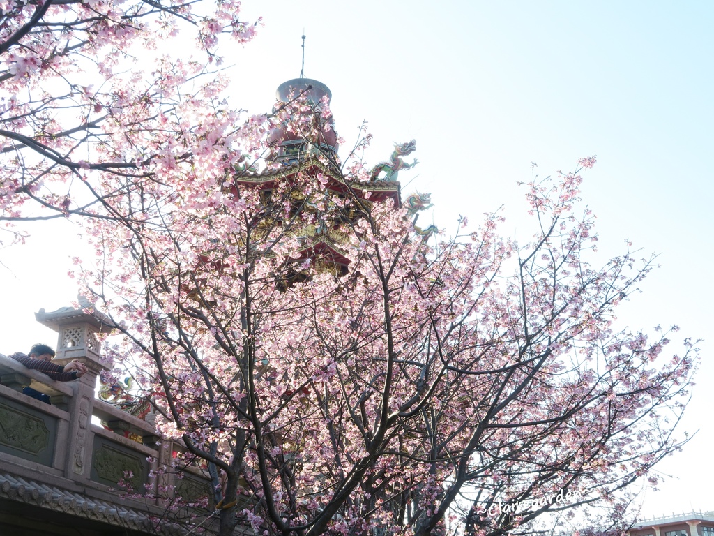 IMG_6865.JPG IMG_6865.JPG