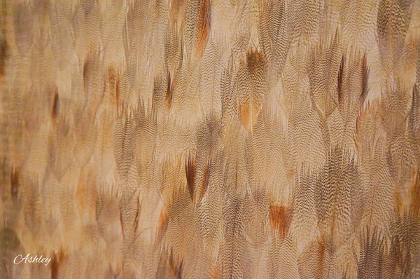 cm20171107___63004e42c091bd98d860d5ab666