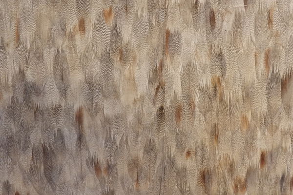 【餐廳】台北・大安區|台北東區・捷運忠孝復興站・使用澳洲頂級花腱、美國腱子心の頂級牛肉麵・搭配紅酒新吃法!天下三絕麵食館