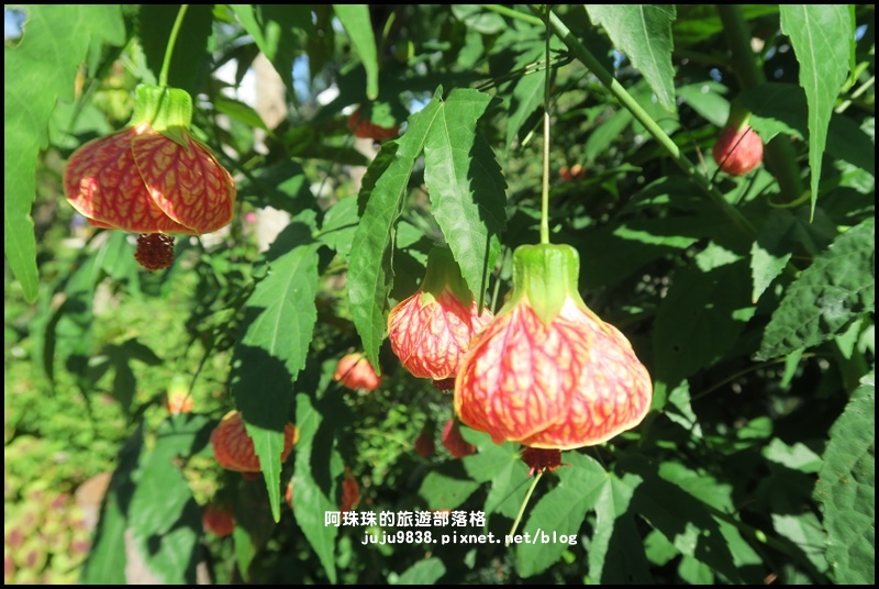雅聞香草植物園63.JPG