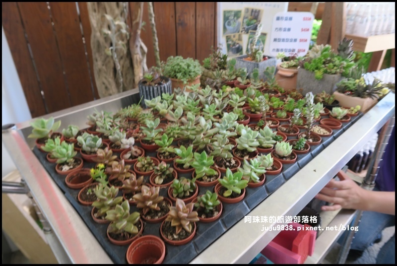 雅聞香草植物園42.JPG