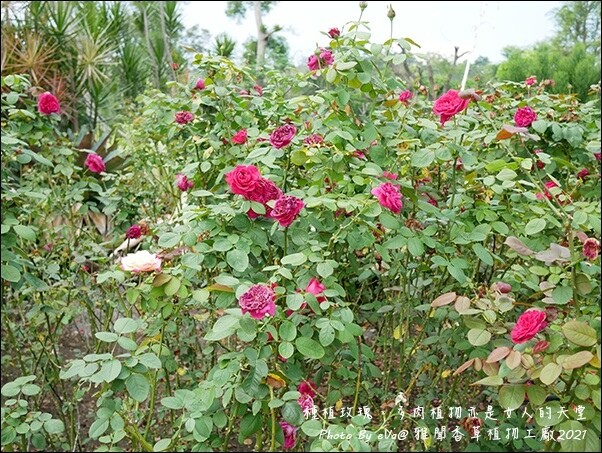 雅聞香草植物工廠-14.jpg