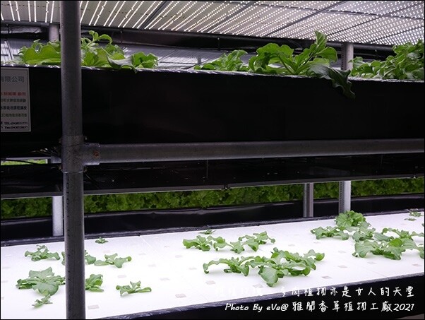 雅聞香草植物工廠-42.jpg