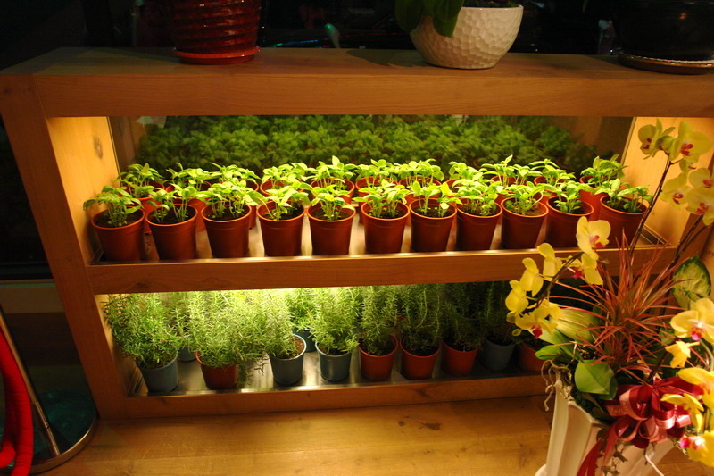 vapiano--來自德國連鎖的義大利麵--有科技晶片卡喔