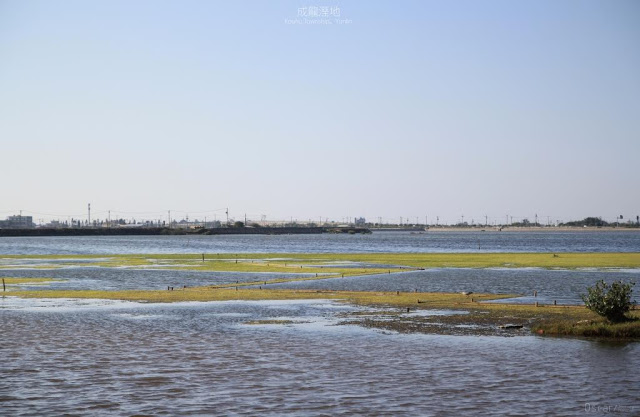 成龍溼地-15