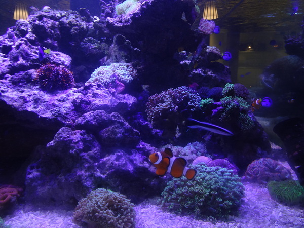 千柏咖啡 champloo Cafe：1020901[官本金文愛台灣]千柏champloo Cafe終於被雷到了CC空有裝潢一百分但是食物與服務待加強