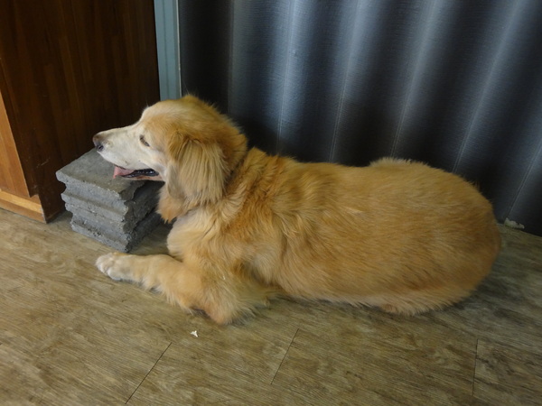 白茶趣：1020826[官本金文愛台灣]等了快一小時餐都沒有上的白茶趣又是慘淡悲慘第二雷