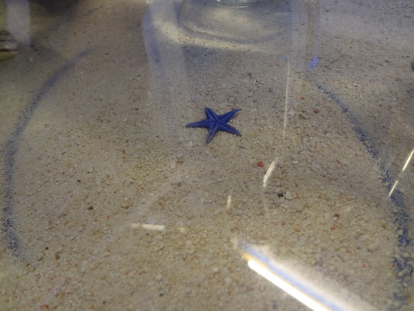 藍色地圖咖啡館：1021001[官本金文愛台灣]第三雷空有地中海風格的藍色地圖咖啡館Bule Map餐點須再加強