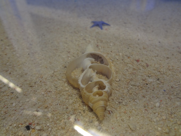 藍色地圖咖啡館：1021001[官本金文愛台灣]第三雷空有地中海風格的藍色地圖咖啡館Bule Map餐點須再加強