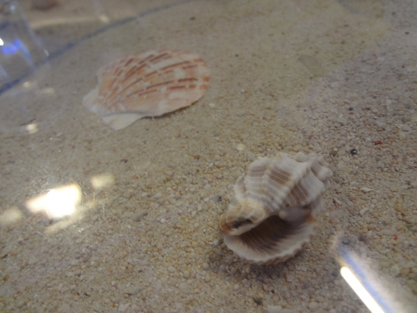 藍色地圖咖啡館：1021001[官本金文愛台灣]第三雷空有地中海風格的藍色地圖咖啡館Bule Map餐點須再加強