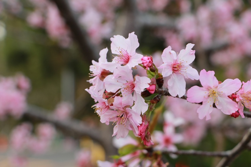 南投賞花之旅。風櫃斗百年梅后、南平山道田有機農場、私房餐廳民宿、小半天石馬公園 x 錫葉藤、賞梅、賞櫻 一次全收錄