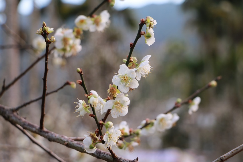 南投賞花之旅。風櫃斗百年梅后、南平山道田有機農場、私房餐廳民宿、小半天石馬公園 x 錫葉藤、賞梅、賞櫻 一次全收錄