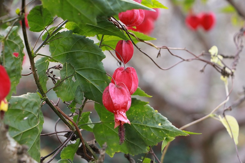 南投賞花之旅。風櫃斗百年梅后、南平山道田有機農場、私房餐廳民宿、小半天石馬公園 x 錫葉藤、賞梅、賞櫻 一次全收錄